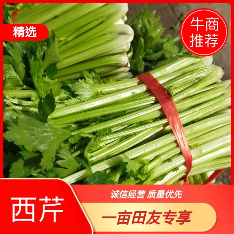 山东金乡西芹，货源充足，二十年种植经验，欢迎前来采购