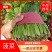 山东金乡精品大叶菠菜，代发全国各地，欢迎前来采购