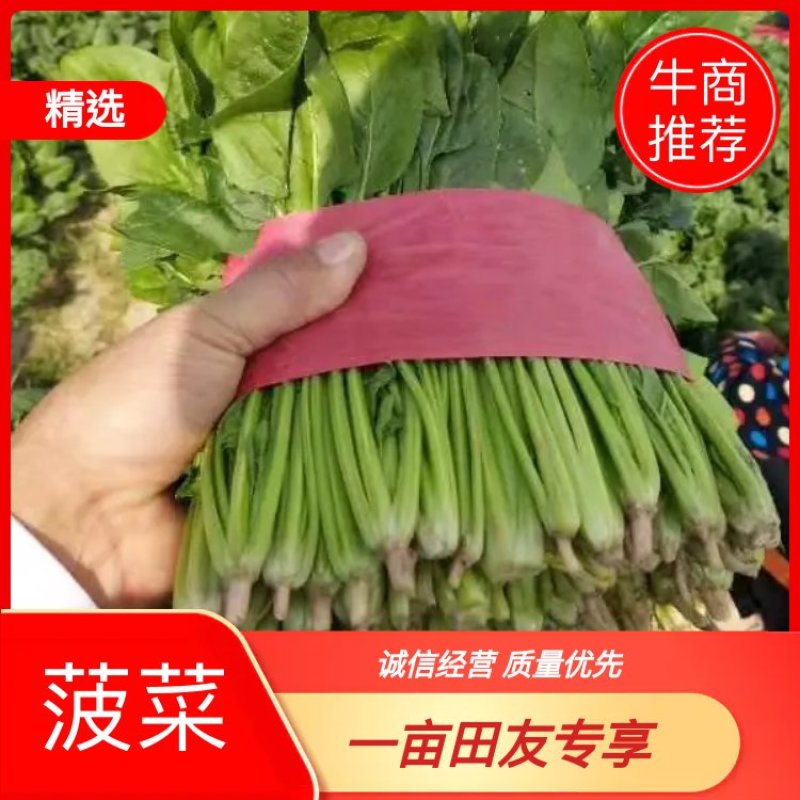 山东金乡精品大叶菠菜，代发全国各地，欢迎前来采购