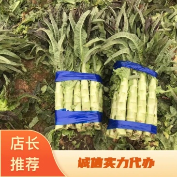 南阳莴笋.红叶香莴笋~2000亩基地上市中，颜色纯正