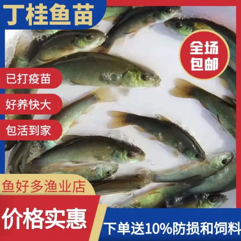 鳜鱼苗基地全国送货，技术指导产地直销，欢迎采购