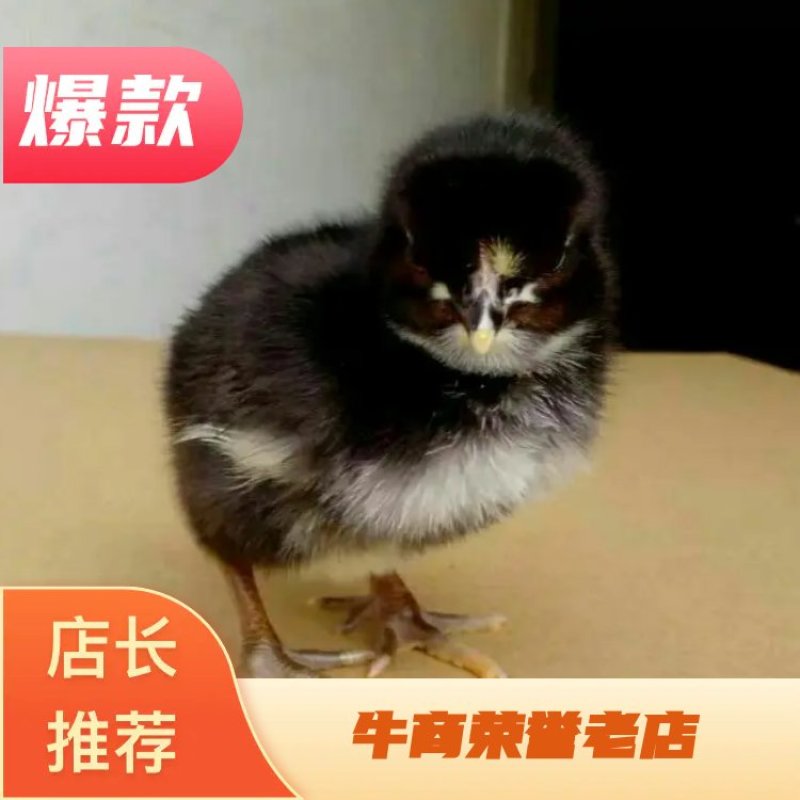 【优质】黑凤鸡苗，各类资质齐全，全程提供技术指导