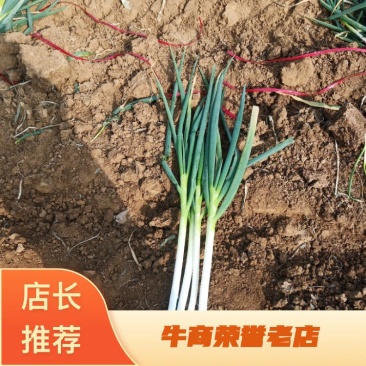 新野大葱，品质优良，价格便宜，欢迎合作！