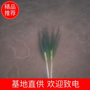 钢葱大量供应中，质量保证，质优价廉。欢迎客户朋友们购买。