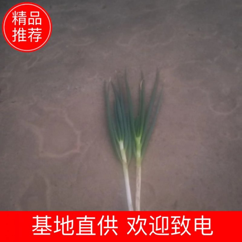 钢葱大量供应中，质量保证，质优价廉。欢迎客户朋友们购买。
