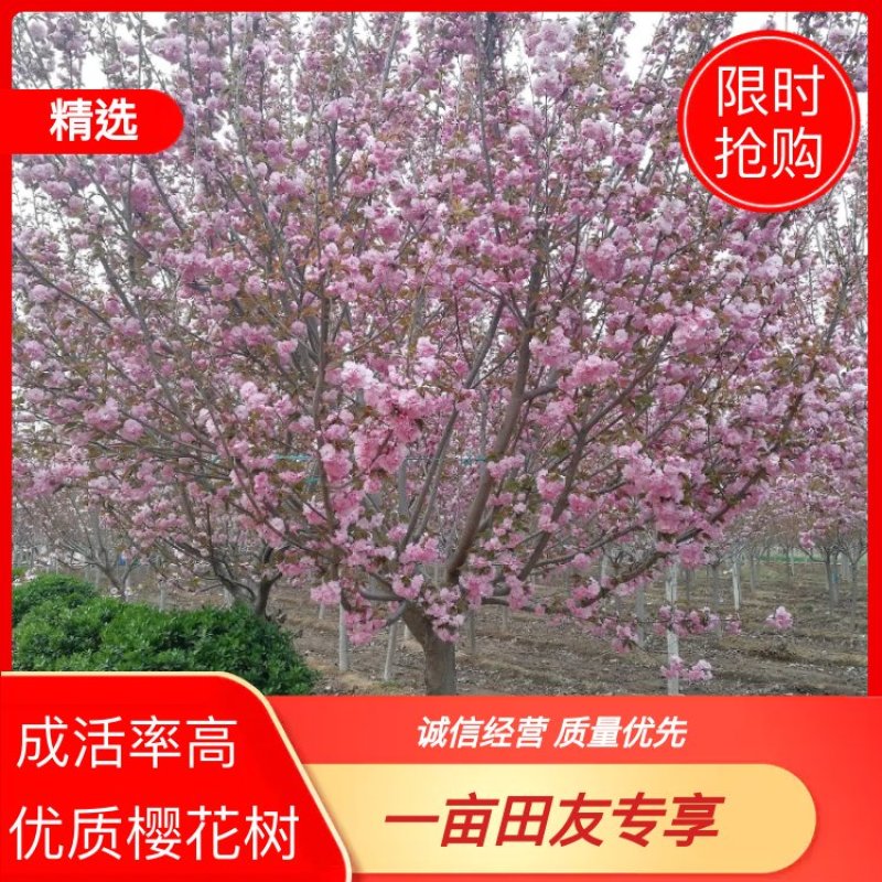 基地直发，日本晚樱，品质保证，成活率高，提供专业技术支持