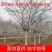 基地直发，染井吉野樱花，品质保证，成活率高，提供技术支持