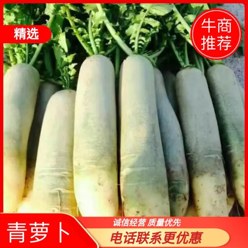 山东潍坊，青萝卜，潍县萝卜，水果萝卜，冰激凌，存库电商