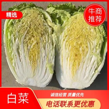 白菜，黄芯白菜，北京三号，大量上市了，净菜上车