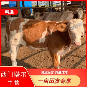 活体肉牛犊【西门塔尔牛牛犊】活体3-6个月幼牛苗包技术指导