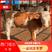 活体肉牛犊【西门塔尔牛牛犊】活体3-6个月幼牛苗包技术指导