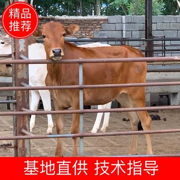推荐【鲁西黄牛牛犊】小黄牛肉牛犊牛苗包健康包成活包回收