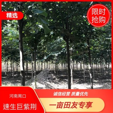 【店长推荐】新品种速生巨紫荆8至12公分产地直发对接批发商