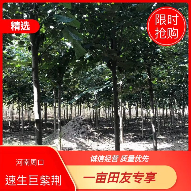 【店长推荐】新品种速生巨紫荆8至12公分产地直发对接批发商