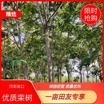 【热卖】河南周口大量供应优质栾树1至20公分