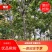 【牛商热卖】基地种植大量供应优品楸树2至18公分
