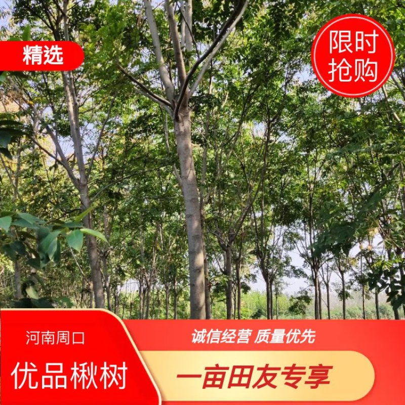 【牛商热卖】基地种植大量供应优品楸树2至18公分