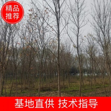 【牛商热卖】河南精品五角枫8~12公分货源稳定欢迎看货订