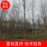 【牛商热卖】河南精品五角枫8~12公分货源稳定欢迎看货订