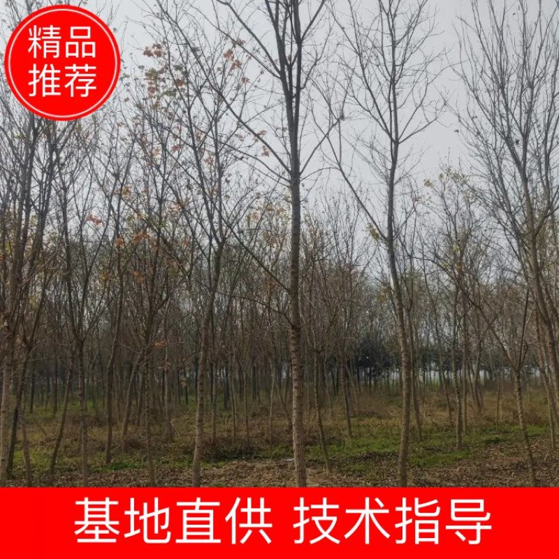 【牛商热卖】河南精品五角枫8~12公分货源稳定欢迎看货订