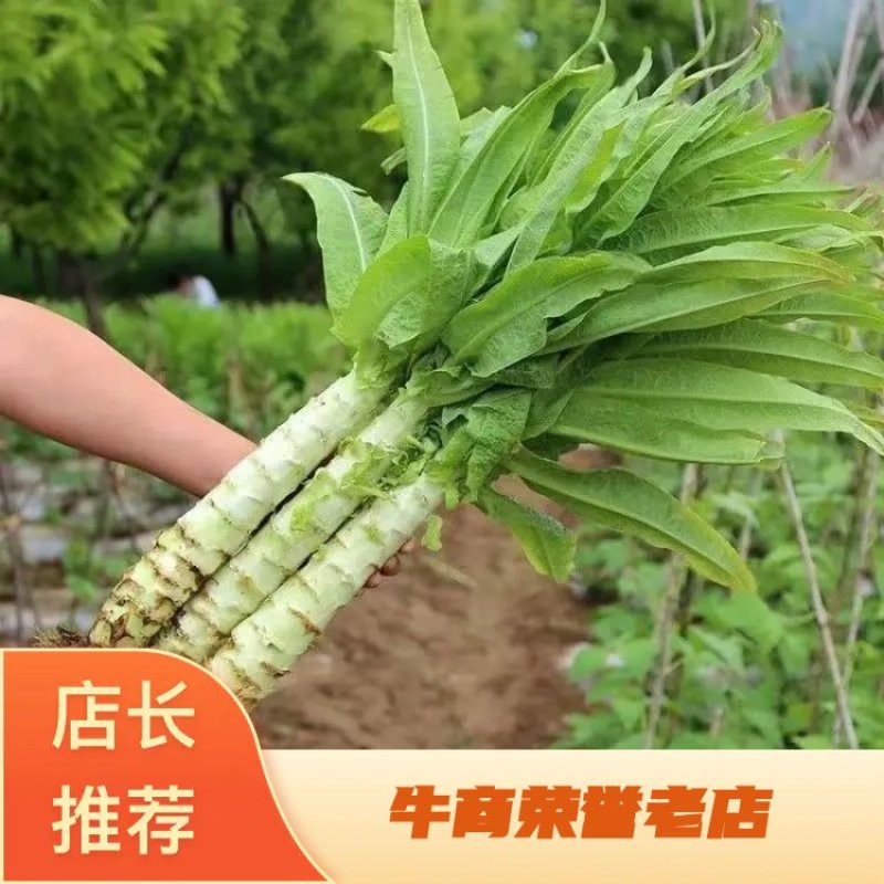 【莴笋】河南精品莴笋大量上市质量保证两斤左右无空心
