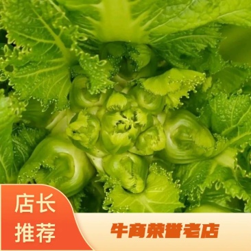 儿菜子孙菜母子菜抱儿菜大批量上市品质保证