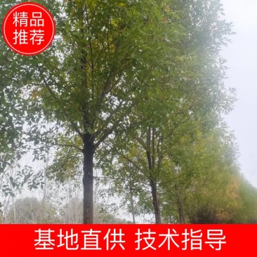 【牛商热卖】速生白腊基地种植大量供应欢迎考察