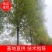 【牛商热卖】速生白腊基地种植大量供应欢迎考察