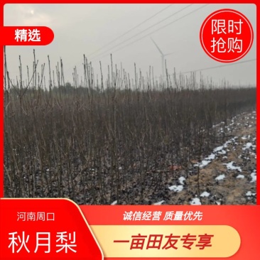 【牛商热卖】梨树苗秋月梨树苗基地直供欢参观考察