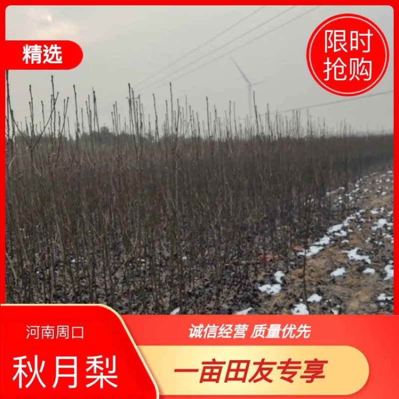【牛商热卖】梨树苗秋月梨树苗基地直供欢参观考察