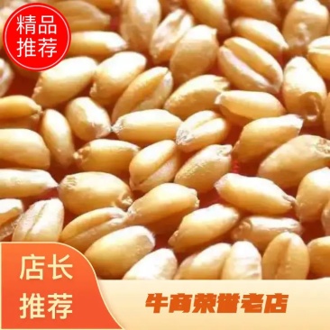 带皮小麦粒农家自产磨面食用麦种子发芽麦草猫草酿酒喂鸽子