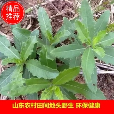 野生刺刺芽，新鲜野生七七菜止鼻血草小蓟菜刺角芽萋萋