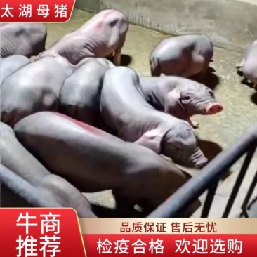 【推荐】高产母猪公猪厂家直销一条龙服务售后无忧