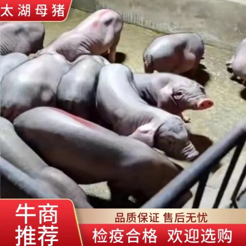 【推荐】高产母猪公猪厂家直销一条龙服务售后无忧