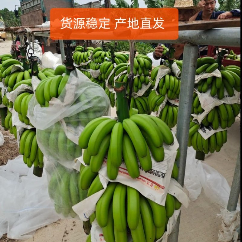 云南红河香蕉产地发货质量保证量大从优欢迎联系