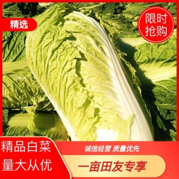 【精品】陕西优质大白菜，质量好，价格优惠，一条龙服务