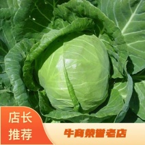 【推荐】甘蓝大量上市，收货，打包，装车，一条龙服务。
