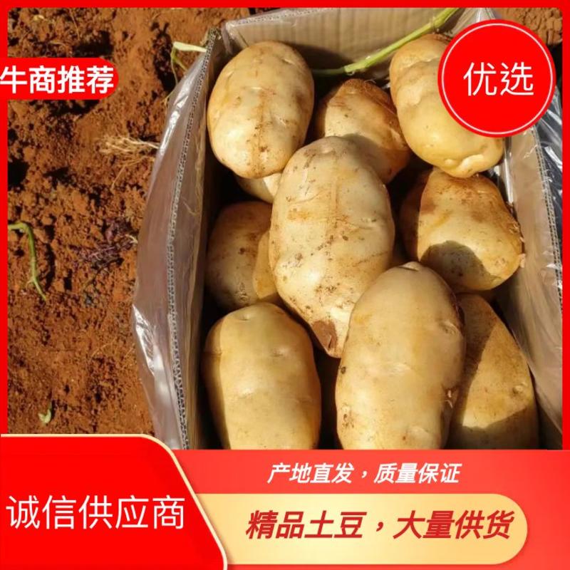 【云南精选土豆】新土豆质量优先信誉保证质优价廉-欢迎选购