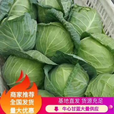 江苏甘蓝全国发货大量供应2-2.5斤，专业工人