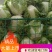 秦白2号白菜大量上市保质保量色泽好4-6斤可视频看货