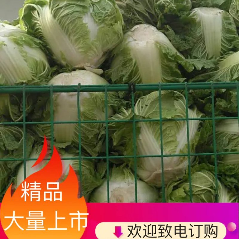 秦白2号白菜大量上市保质保量色泽好4-6斤可视频看货