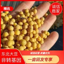 蛋白豆大颗粒东升一大粒大豆筛选7.0塔选蛋白43以上