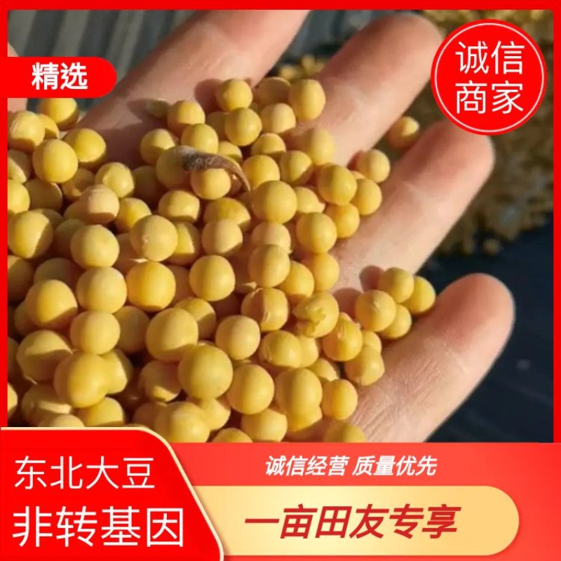 蛋白豆大颗粒东升一大粒大豆筛选7.0塔选蛋白43以上