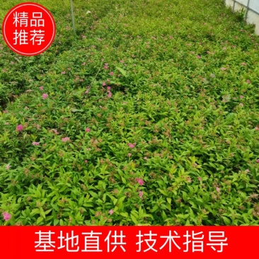 绣线菊，粉花绣线菊，云南昆明绣线菊种植园直销