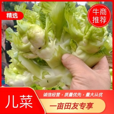 【电话联系️】四川优质儿菜货源充足各地经销商可联系