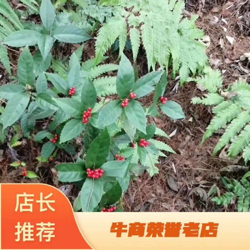 中国江西正宗草珊瑚种子也叫九节茶！草珊瑚种子便宜出售