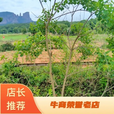 中国主产区江西野生乌桕也叫乌臼树大量供应中