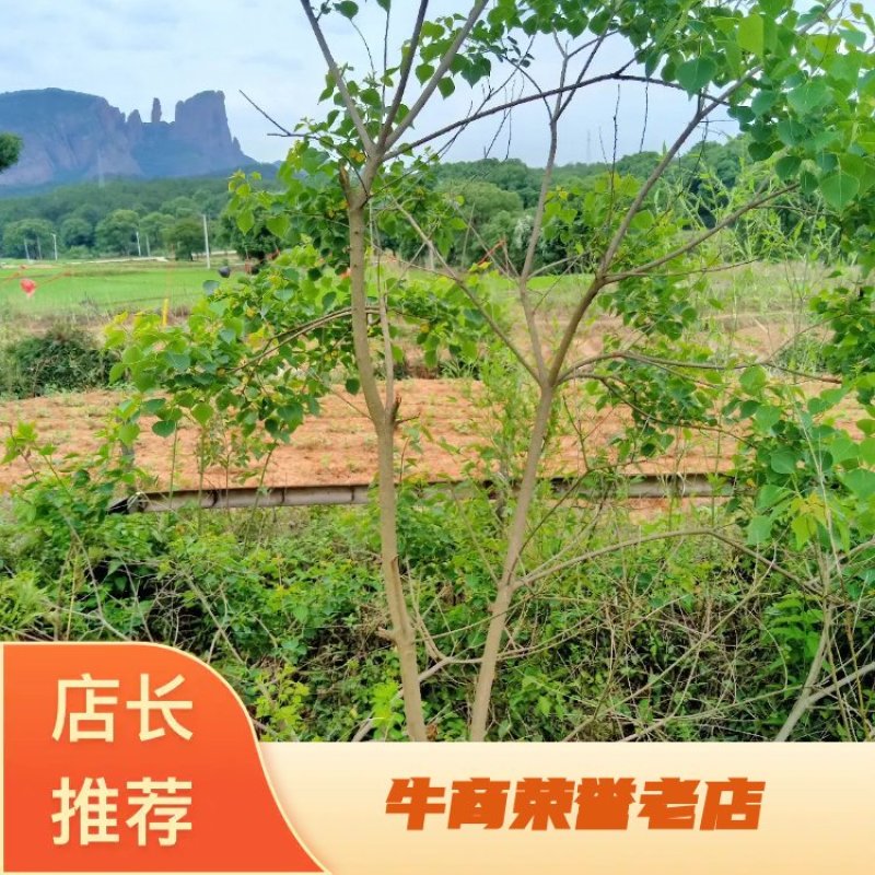 中国主产区江西野生乌桕也叫乌臼树大量供应中