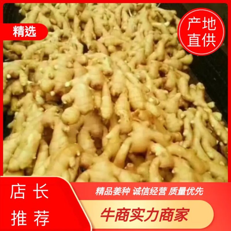 【368高产王姜种产地价格行情】提供技术直销小黄姜种