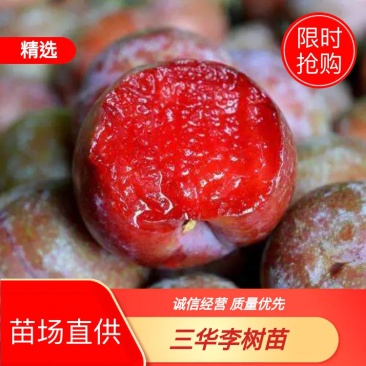 出售果树苗,李子树苗、早李子苗、特快李、三月李、嫁接李